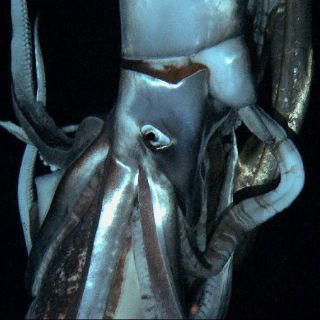 Calamar hembra consume semen para facilitar el acto sexual