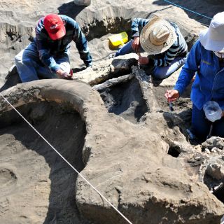 Científico ruso busca clonar un mamut