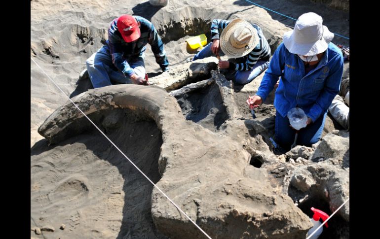 Grigóriev reconoce que pocos creen que sea posible hallar células en buen estado 10 mil años después de la muerte de un ser vivo. ARCHIVO /