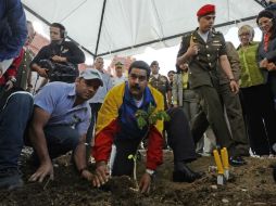 El presidente venezolano visita los restos de Chávez y siembra un árbol en homenaje al fallecido. AFP /