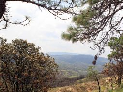 Señalan que esta propuesta podría contribuir a sacar el bosque del círculo vicioso de incendios e  invasiones en que se encuentra. ARCHIVO /