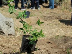 Los árboles se plantarán a lo largo de la semana. ARCHIVO /