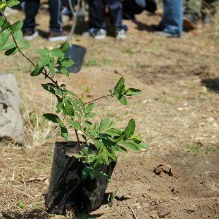 El CUTonalá se suma a las actividades ecólogicas