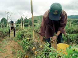 Déficit de producción, volatilidad de precios y la interrupción del comercio amenazan la seguridad alimentaria global. ARCHIVO /