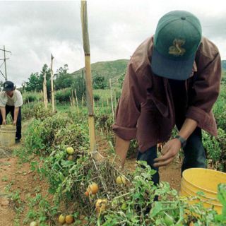 Los alimentos encarecerán 40% por sequía