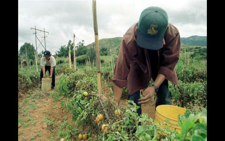 Déficit de producción, volatilidad de precios y la interrupción del comercio amenazan la seguridad alimentaria global. ARCHIVO /