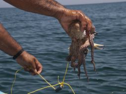 Resaltan la importancia de respetar estas zonas para poder tener peces en el futuro. ARCHIVO /