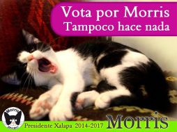 Según su perfil en Facebook, el ''candigato'' no promete nada más que los demás candidatos: descansar y retozar. ESPECIAL /