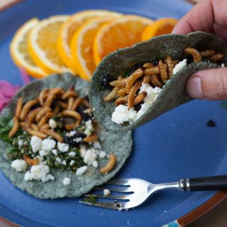 Los insectos podrían ser el alimento del futuro