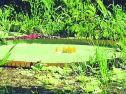 Estampa. Una Victoria Regia abre su enorme hoja de más de un metro de diámetropara recibir el ballet de sus encantadoras huéspedes. ESPECIAL /