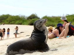 El programa implica al sector turístico, al pesquero, a las autoridades, instituciones de conservación y guías naturalistas. EFE /