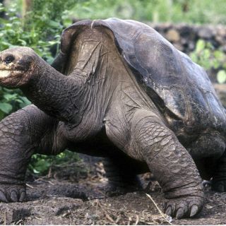 La tortuga Jorge regresará embalsamada a Galápagos