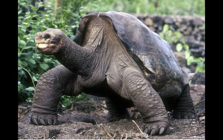 Los científicos del Parque efectuaron múltiples acciones para intentar que el ''Jorge'' tuviera descendencia, pero no lo lograron. ARCHIVO /