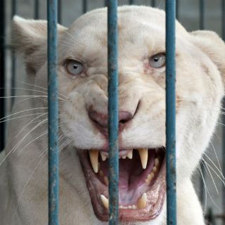 Hallan 14 leones blancos en una casa en Bangkok