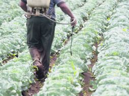 El proyecto ''Calidad Jalisco'' busca dar un sello distintivo de calidad e inocuidad de los alimentos del campo. EL INFORMADOR /