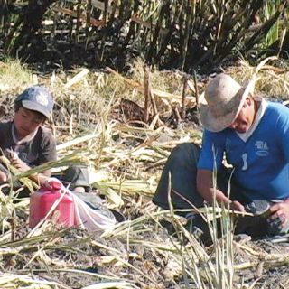 Uno de cada dos menores que trabaja en México no recibe paga