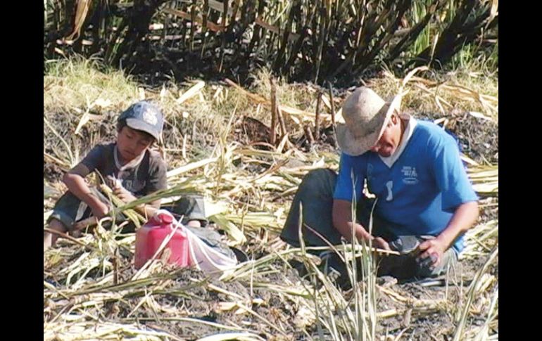 No reciben salario uno de cada dos menores de entre cinco y 17 años que trabaja en sectores agropecuarios, servicios y comercio. ARCHIVO /