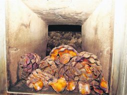 Los primeros embarques de tequila que se enviarán a China serán 100% agave tequilana weber variedad azul. EL INFORMADOR /