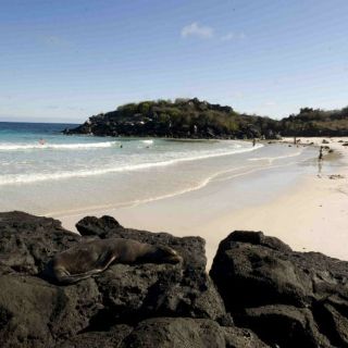 Detienen a siete extranjeros por tenencia de pepino de mar en Galápagos