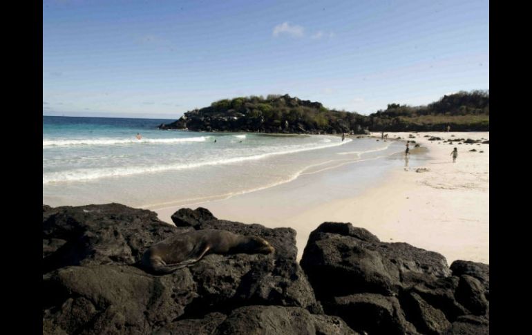 Se decomisaron un total de mil 313 pepinos de mar. ARCHIVO /