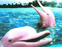 Bellos animales. Un gran melón en la frente, la piel rosada y su sonrisa siempre presente son característicos de los inia. ESPECIAL /