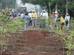 La prioridad del proyecto serán las zonas urbanas que carezcan de áreas verdes. ARCHIVO /