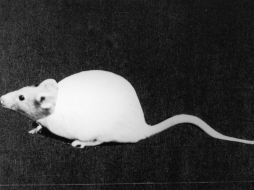 La investigación ha abarcado hasta el momento a ratones de laboratorio. ARCHIVO /