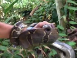 La intervención oportuna le salvó todas sus vidas al minino. ESPECIAL /