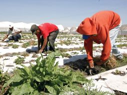 Nicho. Las familias campesinas serán los principales ahorradores. EE  /