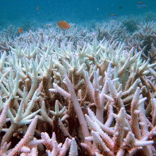 Gran Barrera de Coral no entra en lista de Patrimonio amenazado