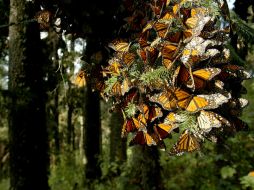 El Santuario de la Mariposa Monarca, uno de los destinos de viaje recomendados. ARCHIVO /