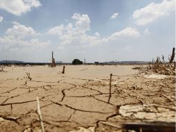La sequía causa daños a 86 mil hectáreas y casi 49 mil cabezas de ganado. ARCHIVO /