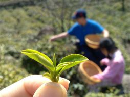 El té negro, el té verde y la semilla de toronja son antioxidantes que se concentran en las propiedades de curación. ARCHIVO /