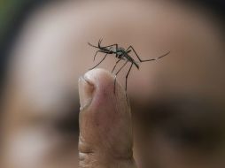 Con las alas más cortas, el mosco no volaría e incluso no transmitiría el virus. ARCHIVO /