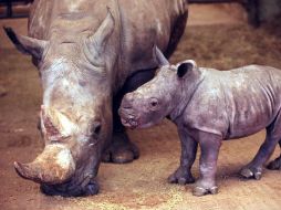 El animal está en peligro de extinción y podría desaparecer para el 2020. ARCHIVO /