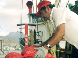 Se prevé que la actividad pueda desaparecer por completo si las autoridades sanitarias no controlan la bacteria. ARCHIVO /