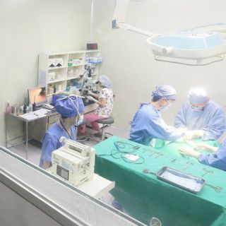 Alertan sobre terapias de células madre sin sustento científico