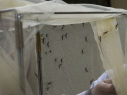 Apenas inicia la época de mayor riesgo de reproducción y proliferación, del mosco trasmisor del dengue. ARCHIVO /
