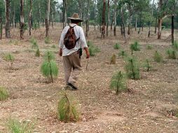 El Bosque El Centinela será una de las áreas rehabilitadas. ARCHIVO /