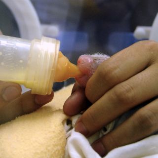 Nacen los primeros dos pandas del año