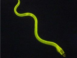 La proteína UNAG puede brillar en entornos de baja presencia o ausencia de oxígeno, lo cual la hace útil para el estudio de tumores. ESPECIAL /