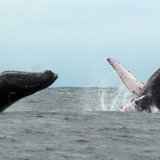 Japón defiende en Tribunal legalidad de la caza de ballenas