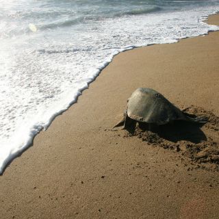 Ven a México como líder en preservación de la tortuga marina