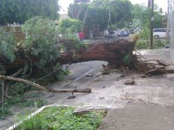 La mayoría de los árboles cayeron sobre cableado; no hubo personas heridas. ESPECIAL /