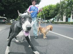 No importa que tan joven o vieja sea la mascota, en cualquier etapa de su vida requiere atenciones que está al alcance de sus dueños.  /