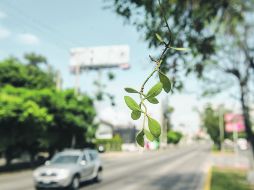 Combatir la plaga del muérdago requiere una estrategia que abarque todos los municipios de la Zona Metropolitana. EL INFORMADOR /
