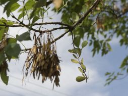 Un alto porcentaje del arbolado en la Zona metropolitana de Guadalajara se encuentra afectado por el muérdago. EL INFORMADOR /