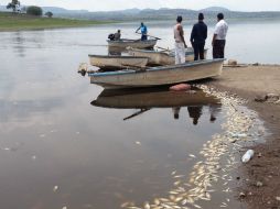 Un derrame de melaza proveniente de una empresa en Tlajomulco ha convertido la presa en una fosa común de peces.  /