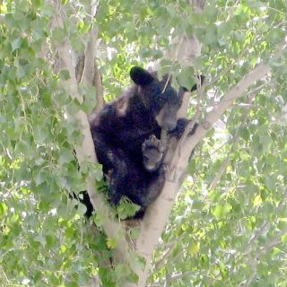 Profepa rescata nueve osos negros en Nuevo León durante junio