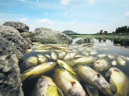 San Pedro Valencia. Los pescadores están resignados a que no trabajarán en el lugar hasta dentro de dos años. EL INFORMADOR /